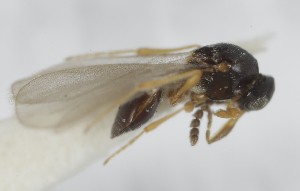  (Amblyaspis nodicornis - MZH_GQ.6897)  @11 [ ] by-nc (2024) Simo Vaananen Luomus