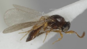  (Amblyaspis - MZH_GQ.6898)  @11 [ ] by-nc (2024) Simo Vaananen Luomus