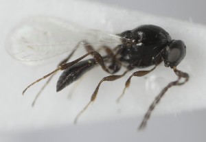  (Piestopleura - MZH_GQ.6909)  @11 [ ] by-nc (2024) Simo Vaananen Luomus