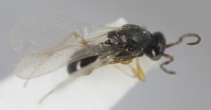  (Platygaster filicornis - MZH_GQ.6911)  @11 [ ] by-nc (2024) Simo Vaananen Luomus