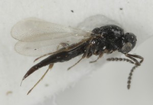  (Platygaster gorge - MZH_GQ.6912)  @11 [ ] by-nc (2024) Simo Vaananen Luomus