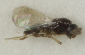  ( - MZH_GQ.6921)  @11 [ ] by-nc (2024) Simo Vaananen Luomus