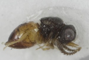  (Aphanogmus bicolor - MZH_GQ.6933)  @11 [ ] by-nc (2024) Simo Vaananen Luomus