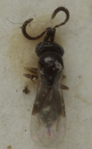  ( - MZH_GQ.6950)  @11 [ ] by-nc (2024) Simo Vaananen Luomus