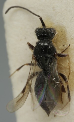  ( - MZH_GQ.6959)  @11 [ ] by-nc (2024) Simo Vaananen Luomus