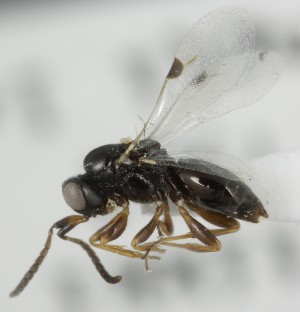  ( - MZH_GQ.6961)  @11 [ ] by-nc (2024) Simo Vaananen Luomus