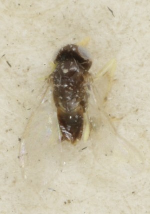  (Aphelinus mali - MZH_GQ.6964)  @11 [ ] by-nc (2024) Simo Vaananen Luomus