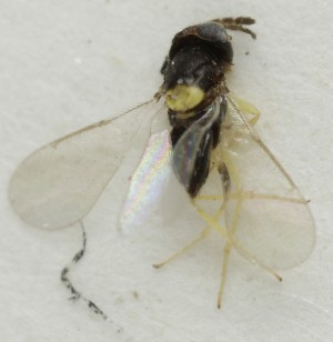  ( - MZH_GQ.6969)  @11 [ ] by-nc (2024) Simo Vaananen Luomus