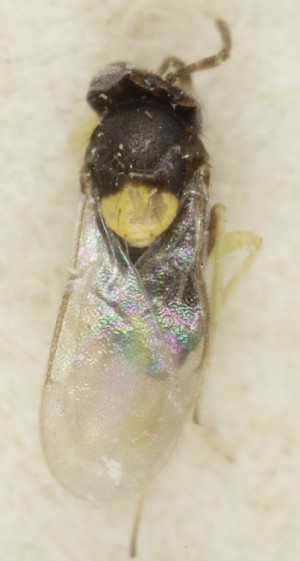  ( - MZH_GQ.6970)  @11 [ ] by-nc (2024) Simo Vaananen Luomus