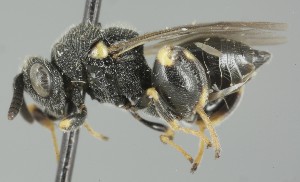  ( - MZH_GQ.6974)  @11 [ ] by-nc (2024) Simo Vaananen Luomus