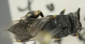  ( - MZH_GQ.6974)  @11 [ ] by-nc (2024) Simo Vaananen Luomus