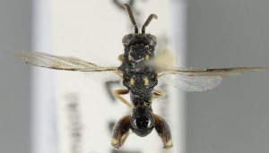  ( - MZH_GQ.6976)  @11 [ ] by-nc (2024) Simo Vaananen Luomus