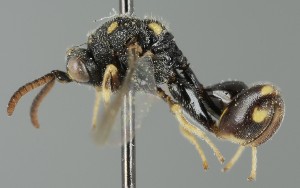  ( - MZH_GQ.6976)  @11 [ ] by-nc (2024) Simo Vaananen Luomus