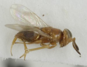  (Microterys - MZH_GQ.6986)  @11 [ ] by-nc (2024) Simo Vaananen Luomus