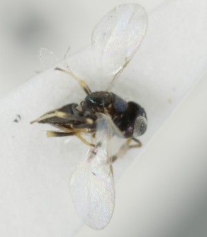  ( - MZH_GQ.6990)  @11 [ ] by-nc (2024) Simo Vaananen Luomus