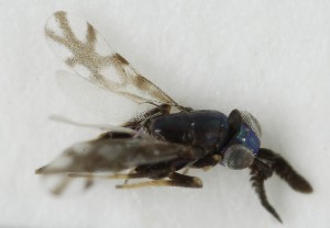  ( - MZH_GQ.6997)  @11 [ ] by-nc (2024) Simo Vaananen Luomus