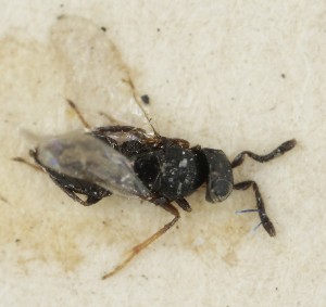  (Cerchysiella laeviscutum - MZH_GQ.6999)  @11 [ ] by-nc (2024) Simo Vaananen Luomus