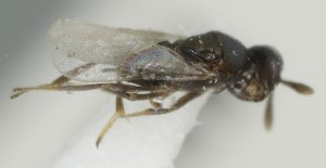  (Coelopencyrtus arenarius - MZH_GQ.7005)  @11 [ ] by-nc (2024) Simo Vaananen Luomus