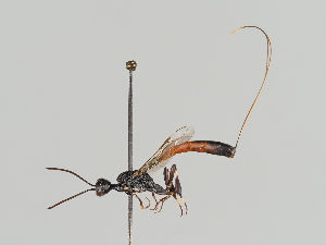  ( - MZH_KZ.7706)  @11 [ ] CreativeCommons - Attribution Non-Commercial (2018) Marko Mutanen University of Oulu