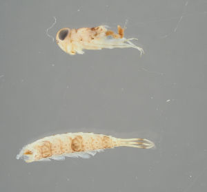  ( - MZH_KZ.7966)  @11 [ ] by-nc (2018) Marko Mutanen University of Oulu