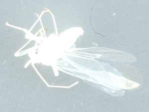  ( - NG.375)  @11 [ ] by-nc (2021) Marko Mutanen University of Oulu