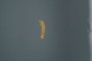  ( - MZH_NG.865)  @11 [ ] by-nc (2021) Marko Mutanen University of Oulu