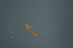  ( - MZH_NG.866)  @11 [ ] by-nc (2021) Marko Mutanen University of Oulu