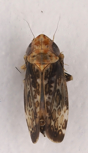  ( - NH.1129)  @11 [ ] by-nc (2022) Erkka Laine University of Oulu