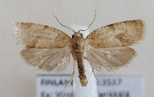  ( - NH.1339)  @11 [ ] by-nc (2022) Jari-Pekka Kaitila Lepidopterological Society of Finland