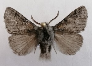  ( - NH.1344)  @11 [ ] by-nc (2022) Jari-Pekka Kaitila Lepidopterological Society of Finland
