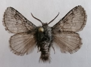  ( - NH.1345)  @11 [ ] by-nc (2022) Jari-Pekka Kaitila Lepidopterological Society of Finland