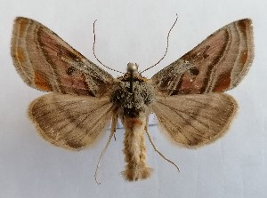  ( - NH.1354)  @11 [ ] by-nc (2022) Jari-Pekka Kaitila Lepidopterological Society of Finland