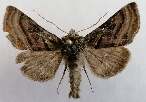  ( - NH.1355)  @11 [ ] by-nc (2022) Jari-Pekka Kaitila Lepidopterological Society of Finland