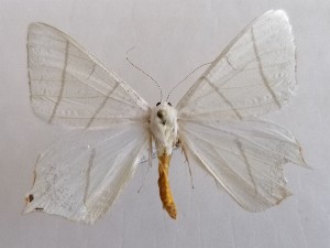  ( - NH.1368)  @11 [ ] by-nc (2022) Jari-Pekka Kaitila Lepidopterological Society of Finland
