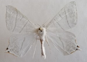  ( - NH.1371)  @11 [ ] by-nc (2022) Jari-Pekka Kaitila Lepidopterological Society of Finland