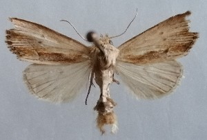  (Xylomoia graminea - NH.1397)  @11 [ ] by-nc (2022) Jari-Pekka Kaitila Lepidopterological Society of Finland