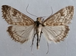  ( - NH.1398)  @11 [ ] by-nc (2022) Jari-Pekka Kaitila Lepidopterological Society of Finland