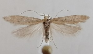  ( - NH.1405)  @11 [ ] by-nc (2022) Jari-Pekka Kaitila Lepidopterological Society of Finland