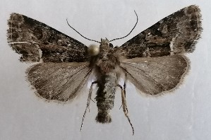 ( - NH.1414)  @11 [ ] by-nc (2022) Jari-Pekka Kaitila Lepidopterological Society of Finland