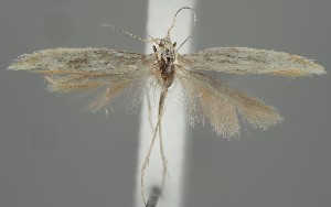  (Coleophora subnivea - NH.2149)  @11 [ ] by-nc (2023) Anssi Vähätalo University of Jyväskylä