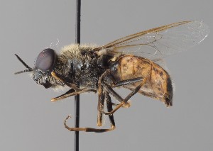  (Odontomyia microleon - NH.42)  @11 [ ] by-nc (2018) Marko Mutanen University of Oulu