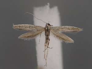  ( - NH.931)  @11 [ ] by-nc (2022) Anssi Vahatalo Luomus