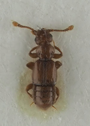  (Euplectus bescidicus - NJ.453)  @11 [ ] by-nc (2025) Erkka Laine Luomus