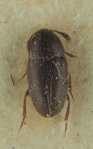  (Colon rufescens - NJ.460)  @11 [ ] by-nc (2025) Erkka Laine Luomus
