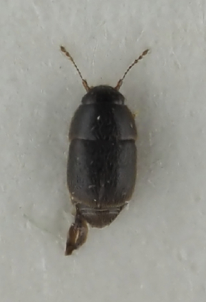  (Acrotrichis silvatica - NJ.464)  @11 [ ] by-nc (2025) Erkka Laine Luomus
