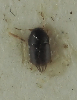  (Acrotrichis pumila - NJ.466)  @11 [ ] by-nc (2025) Erkka Laine Luomus