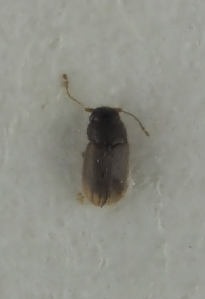  (Ptiliolum schwarzi - NJ.472)  @11 [ ] by-nc (2025) Erkka Laine Luomus