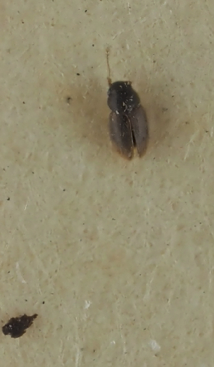  (Ptiliolum spencei - NJ.473)  @11 [ ] by-nc (2025) Erkka Laine Luomus