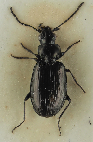  (Bembidion cf. difficile - NJ.476)  @11 [ ] by-nc (2025) Erkka Laine Luomus