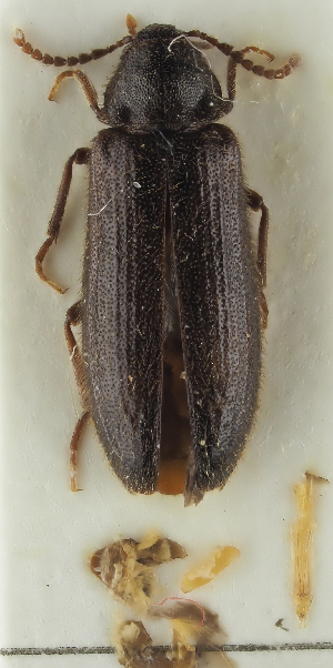  ( - NJ.477)  @11 [ ] by-nc (2025) Erkka Laine Luomus